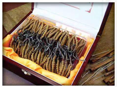 滴道冬虫夏草回收?